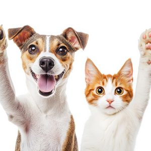 Mascotas